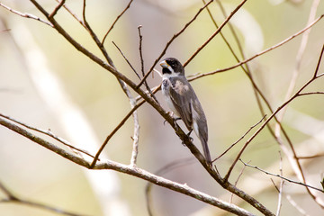 Double collared Seedeater photographed in Linhares, Espirito Santo. Southeast of Brazil. Atlantic Forest Biome. Picture made in 2013.