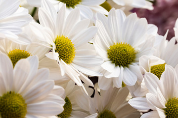 Fototapeta premium blurred white flowers, macro floral background with selective focus technique, white flower design template