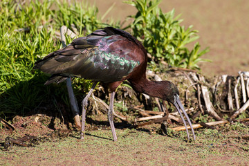 Ibis falcinelle,.Plegadis falcinellus, Glossy Ibis