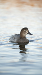Fotografia naturalistica toscana