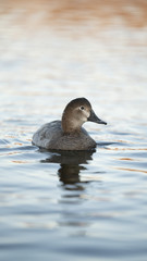 Fotografia naturalistica toscana