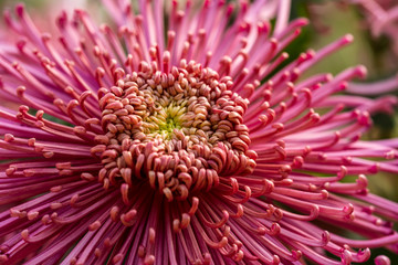 defocused floral background, macro photo with selective focus technique of purple dahlia flower, floral cover design template 