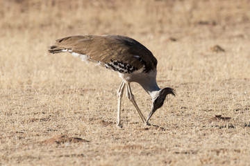 Outarde kori, parades, Ardeotis kori, Kori Bustard, Afrique du Sud