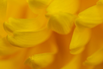 Obraz premium defocused abstract yellow background, abstract design template with blurred flower petals