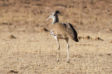 Outarde kori, parades, Ardeotis kori, Kori Bustard, Afrique du Sud