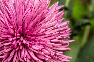 Obraz premium defocused floral background with copy space for text, close up of pink flower with selective focus technique, botanical decoration for cover, card or invitation