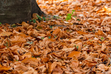 defocused autumn foliage background with copy space for text