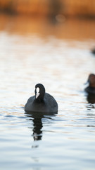Fotografia naturalistica toscana
