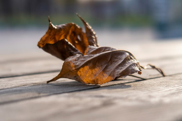 2 dry autumn leaves closeup. Selective focus..