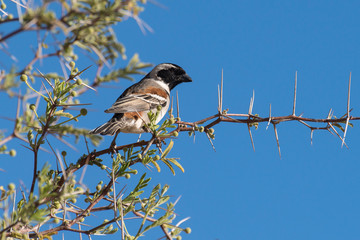 Républicain social,.Philetairus socius, Sociable Weaver, Parc national Kalahari Gemsbok, parc transfrontalier de Kgalagadi, Afrique du Sud