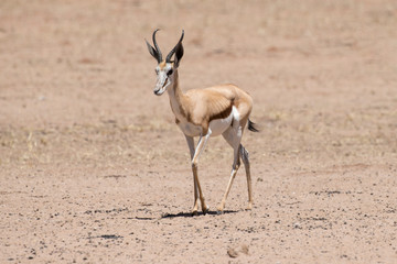 Springbok, Antidorcas marsupialis, Afrique du Sud