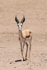 Springbok, Antidorcas marsupialis, Afrique du Sud
