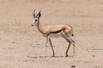 Springbok, Antidorcas marsupialis, Afrique du Sud