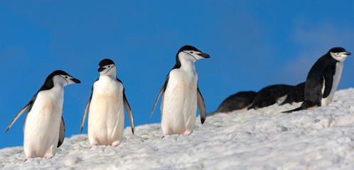 Obraz premium Chinstrap Penguins - South Shetland Islands - Antarctica