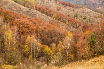 Autumn forest colors. Fall background