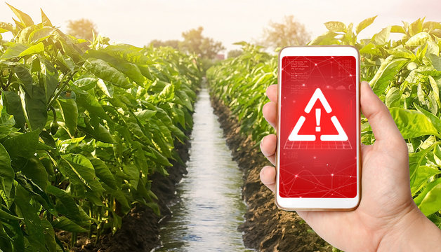 A Phone Warns Of The Danger Against The Background Of A Farm Plantation Of Pepper. Monitoring And Analysis Of The Presence Of Chemicals, Heavy Metals, Pollution, Radiation Or Microplastics In The Crop