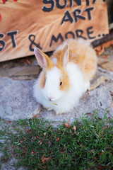 Cute handsome and very small rabbit