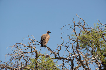Vautour africain,.Gyps africanus, White backed Vulture, Parc national Kruger, Afrique du Sud