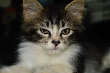 Fototapeta premium Beautiful Cat looking at camera with lovely cat eyes, potrait cat pictures