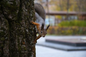 squirrel on tree