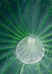 Lotus leaf close up with a water drop