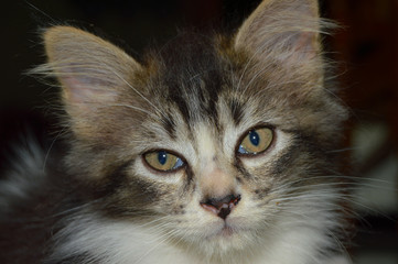 Beautiful Cat looking at camera with lovely cat eyes, potrait cat pictures