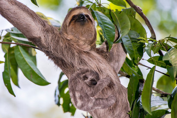 Fototapeta premium Brown throated sloth photographed in Linhares, Espirito Santo. Southeast of Brazil. Atlantic Forest Biome. Picture made in 2013.