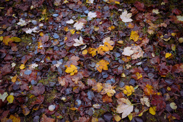 Herbstlicher Blätterboden bei Regenwetter