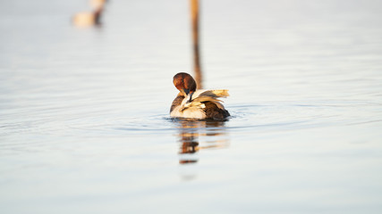 Fotografia naturalistica toscana