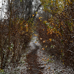 autumn in the forest