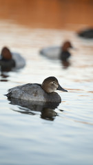 Fotografia naturalistica toscana