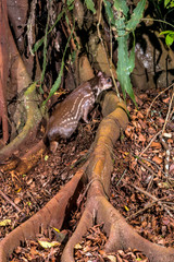 Lowland paca photographed in Linhares, Espirito Santo. Southeast of Brazil. Atlantic Forest Biome. Picture made in 2013.