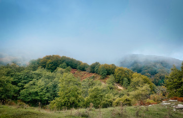 Naklejka premium Autumn in the woods of the Aspromonte national park.