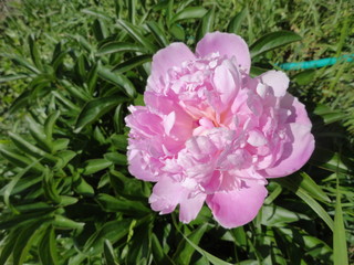Obraz premium pink flower in the garden