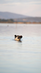 Fotografia naturalistica toscana