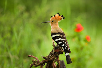 Eurasian Hoopoe or Common hoopoe (Upupa epops) © Ivan