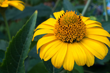 yellow zinnia flower close-up
