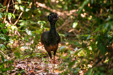 Red billed Curassow in forest area photographed in Linhares, Espirito Santo.