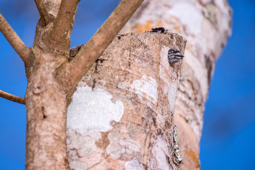 White barred Piculet hidden on a trunk of tree photographed in Linhares, Espirito Santo.