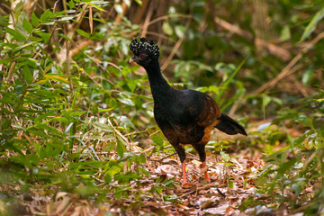 Red billed Curassow in forest area photographed in Linhares, Espirito Santo.