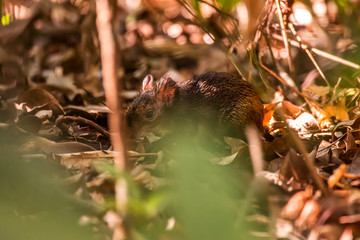 Common Agouti photographed at Cupido & Refugio Farm, in Linhares, Espirito Santo, Southeast of Brazil. Atlantic Forest Biome. Picture made in 2013.