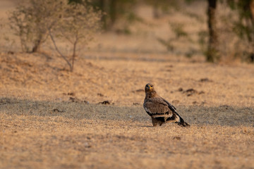 Steppe eagle or Aquila nipalensis portrait  during winter migration at jorbeer conservation reserve, bikaner, rajasthan, India
