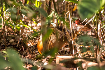 Common Agouti photographed at Cupido & Refugio Farm, in Linhares, Espirito Santo, Southeast of Brazil. Atlantic Forest Biome. Picture made in 2013.