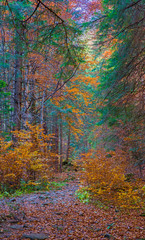 Autumn path through forest