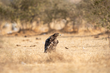 Steppe eagle or Aquila nipalensis portrait  during winter migration at jorbeer conservation reserve, bikaner, rajasthan, India