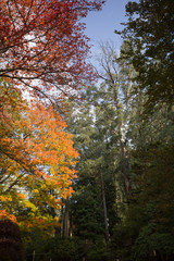 Colorful autumn scene