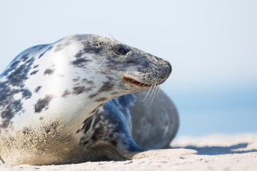 Harbor seal in natural environment, Phoca vitulina, Helgoland, Germany