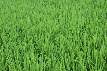 green grass background or green  valley on out door 