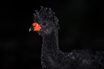 Red billed Curassow in forest area photographed in Linhares, Espirito Santo.