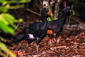 Couple Red billed Curassow in forest area photographed in Linhares, Espirito Santo.